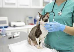 Como abrir uma Clínica Veterinária em Portugal